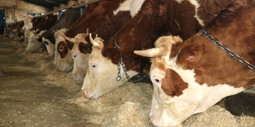 Devletten %50 hibe aldı: 10 yıldır 140 büyükbaş bakımını özenle yapıyor 3